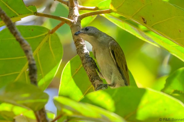 Lesser Honeyguide - Zimbabwe - Honde Valley - 2026