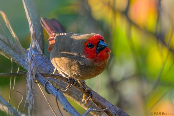 Lesser Seedcracker ♀ - Zimbabwe - Honde Valley - 2026
