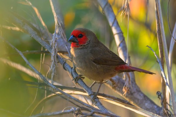 Lesser Seedcracker ♀ - Zimbabwe - Honde Valley - 2026