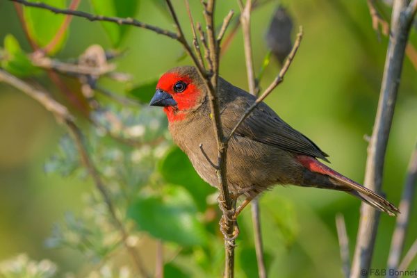 Lesser Seedcracker ♀ - Zimbabwe - Honde Valley - 2026