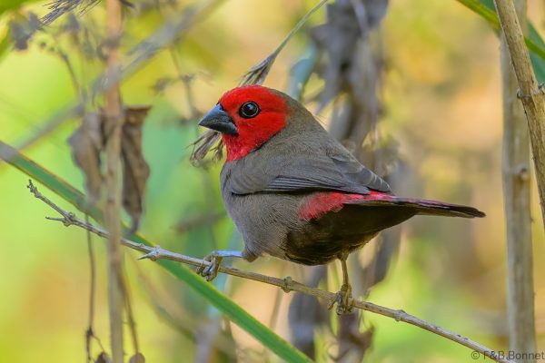 Lesser Seedcracker ♂ - Zimbabwe - Honde Valley - 2026