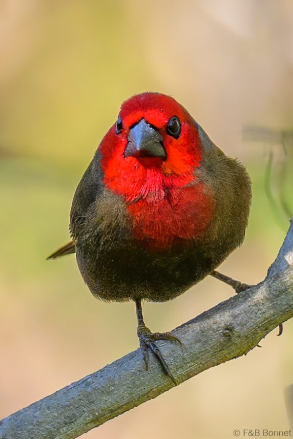 Lesser Seedcracker ♂ - Zimbabwe - Honde Valley - 2026