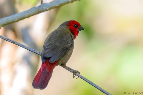 Lesser Seedcracker ♂ - Zimbabwe - Honde Valley - 2026