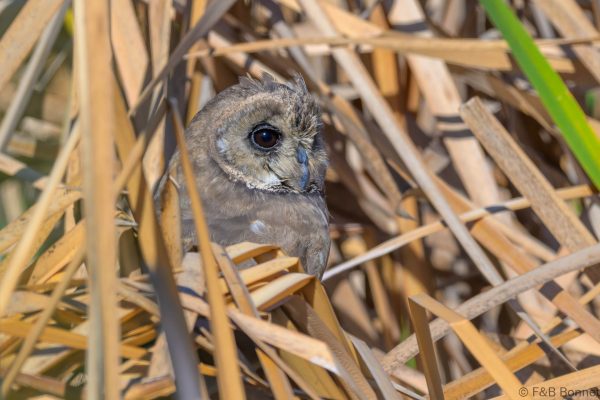 Marsh Owl - Zimbabwe - Harare - 2026