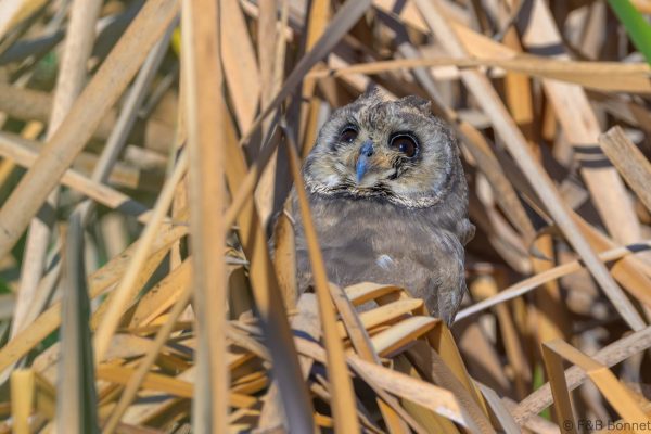 Marsh Owl - Zimbabwe - Harare - 2026