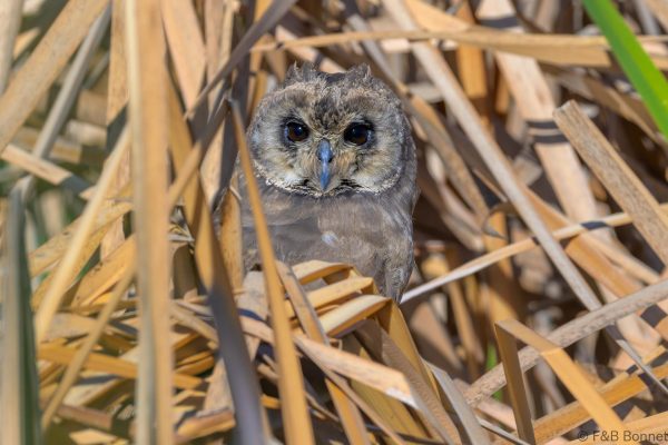 Marsh Owl - Zimbabwe - Harare - 2026