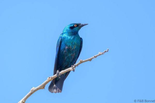 Lesser Blue-eared Starling - Zimbabwe - Mukuvisi Woodlands