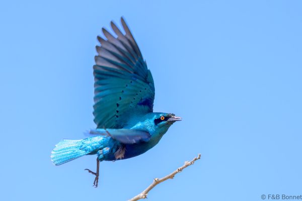 Lesser Blue-eared Starling - Zimbabwe - Mukuvisi Woodlands