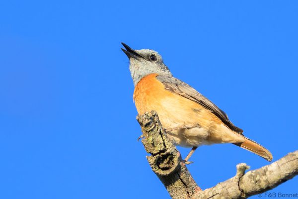 Miombo Rock Thrush - Zimbabwe - Gosho Park - 2026