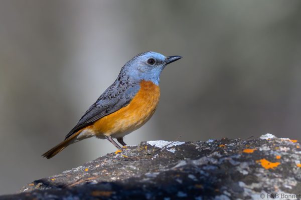 Miombo Rock Thrush - Zimbabwe - Gosho Park - 2026