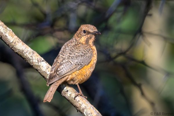 Miombo Rock Thrush - Zimbabwe - Vumba - 2026