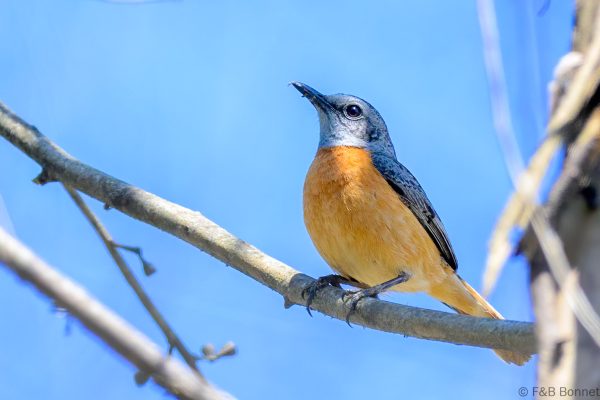 Miombo Rock Thrush - Zimbabwe - Vumba - 2026