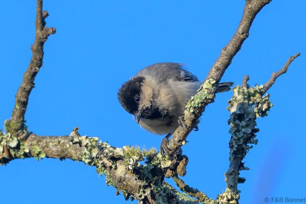 Miombo Tit - Zimbabwe - Vumba - 2026