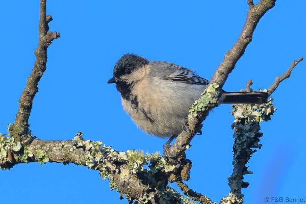 Miombo Tit - Zimbabwe - Vumba - 2026