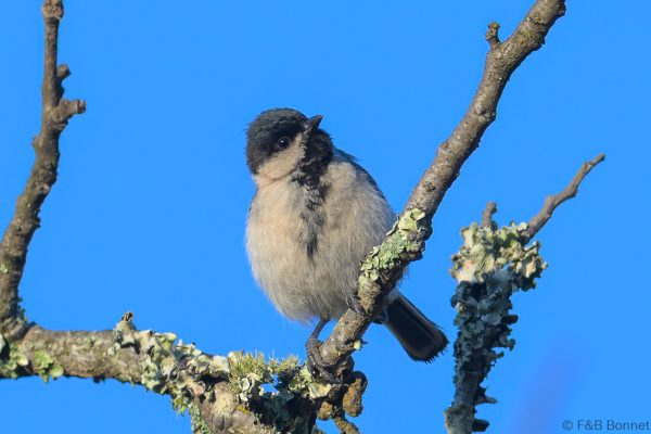 Miombo Tit - Zimbabwe - Vumba - 2026