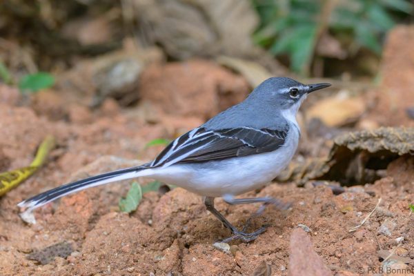 Mountain Wagtail - Zimbabwe - Honde Valley - 2026