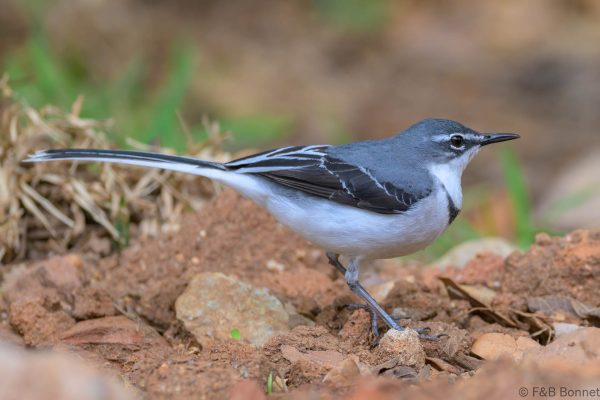 Mountain Wagtail - Zimbabwe - Honde Valley - 2026