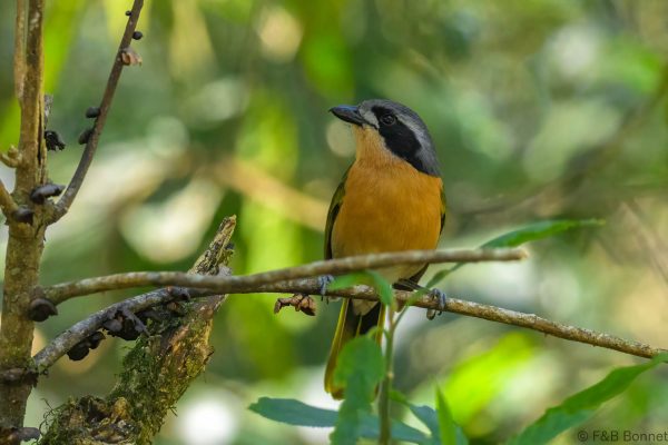 Olive Bushshrike - Zimbabwe - Vumba - 2026
