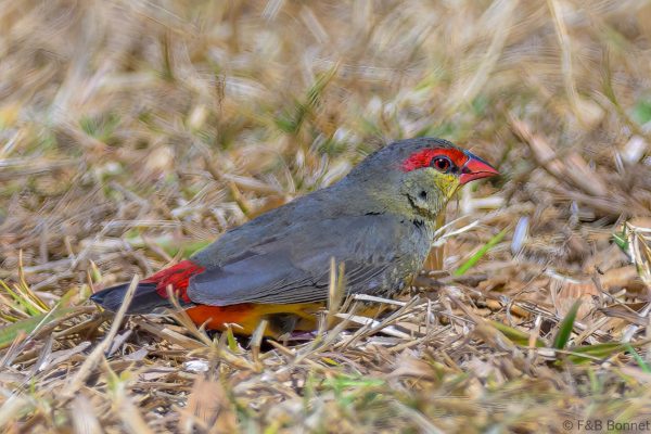 Orange-breasted Waxbill - Zimbabwe - Harare - 2026