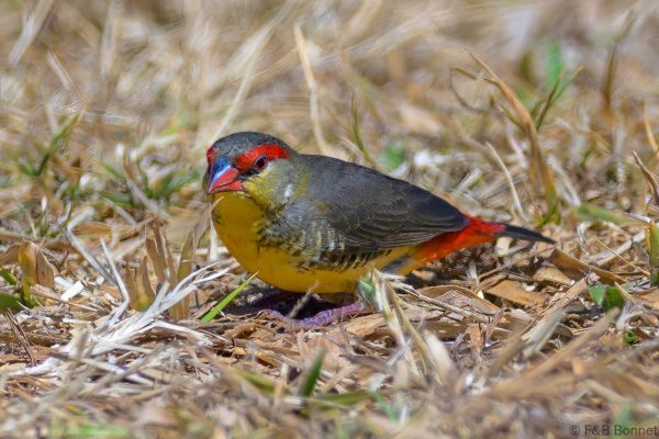 Orange-breasted Waxbill - Zimbabwe - Harare - 2026