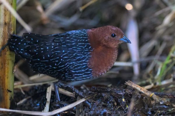 Red-chested Flufftail - Zimbabwe - Harare - 2026