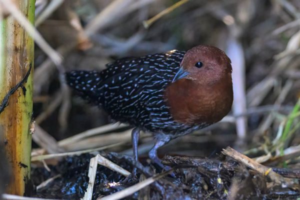 Red-chested Flufftail - Zimbabwe - Harare - 2026