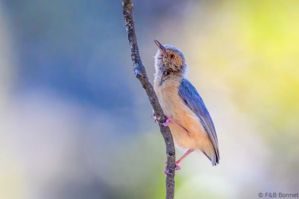 Red-faced Crombec - Zimbabwe - Gosho Park - 2026