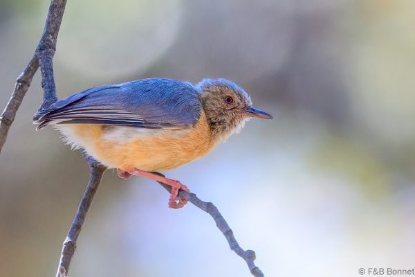 Red-faced Crombec - Zimbabwe - Gosho Park - 2026