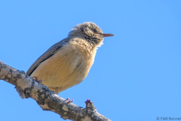 Red-faced Crombec - Zimbabwe - Vumba - 2026