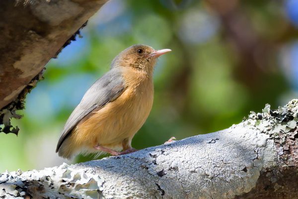 Red-faced Crombec - Zimbabwe - Vumba - 2026