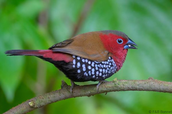 Red-throated Twinspot ♂ - Zimbabwe - Honde Valley - 2026