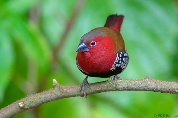 Red-throated Twinspot ♂ - Zimbabwe - Honde Valley - 2026