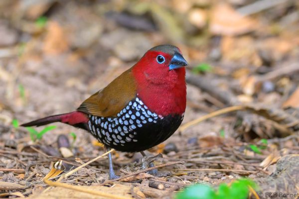Red-throated Twinspot ♂ - Zimbabwe - Honde Valley - 2026