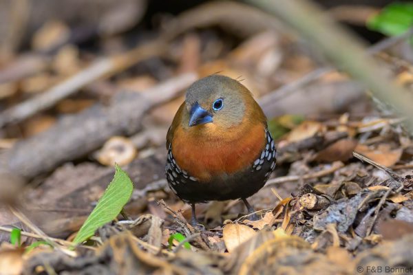 Red-throated Twinspot ♀ - Zimbabwe - Honde Valley - 2026