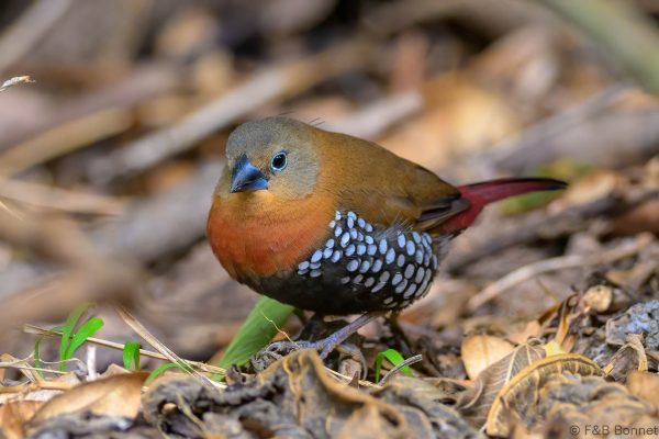 Red-throated Twinspot ♀ - Zimbabwe - Honde Valley - 2026