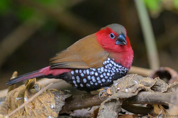 Red-throated Twinspot ♂ - Zimbabwe - Honde Valley - 2026