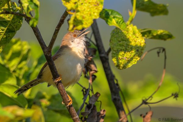 Red-winged Prinia - Zimbabwe - Honde Valley - 2026