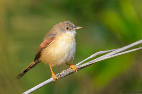 Red-winged Prinia - Zimbabwe - Honde Valley - 2026