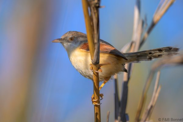 Red-winged Prinia - Zimbabwe - Honde Valley - 2026