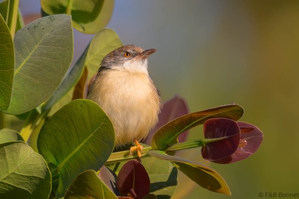 Red-winged Prinia - Zimbabwe - Honde Valley - 2026