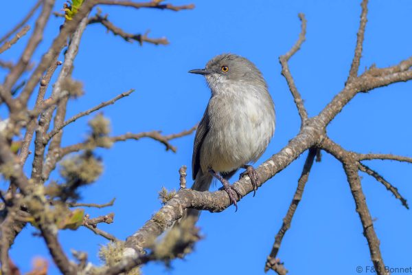 Roberts's Warbler - Zimbabwe - Troutbeck - 2026