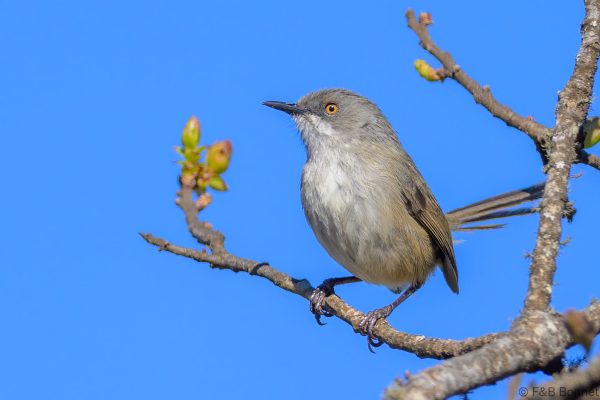 Roberts's Warbler - Zimbabwe - Troutbeck - 2026