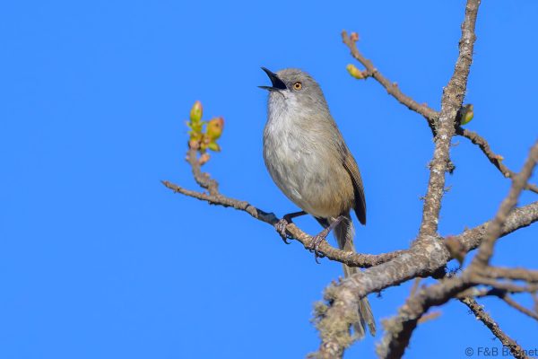 Roberts's Warbler - Zimbabwe - Troutbeck - 2026