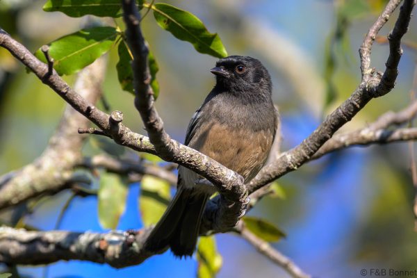 Rufous-bellied Tit - Zimbabwe - Vumba - 2026