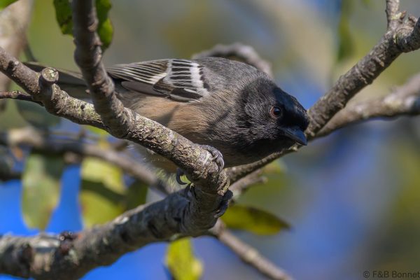 Rufous-bellied Tit - Zimbabwe - Vumba - 2026
