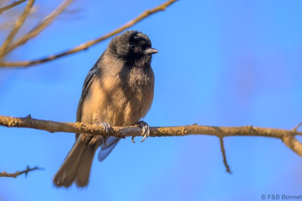 Rufous-bellied Tit - Zimbabwe - Vumba - 2026