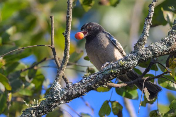 Rufous-bellied Tit - Zimbabwe - Vumba - 2026