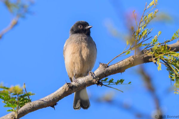 Rufous-bellied Tit - Zimbabwe - Vumba - 2026