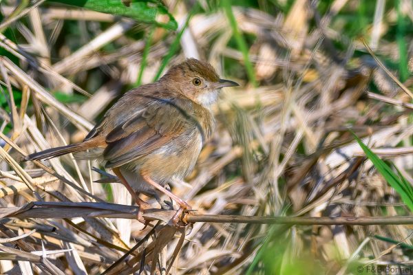 Short-winged Cisticola - Zimbabwe - Honde Valley - 2026