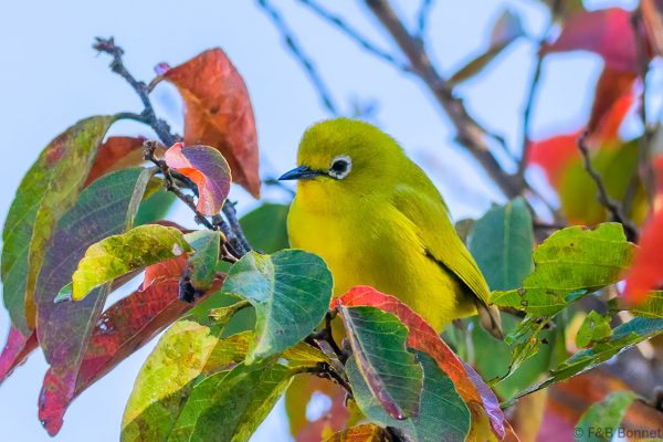 Southern Yellow White-eye - Zimbabwe - Vumba - 2026